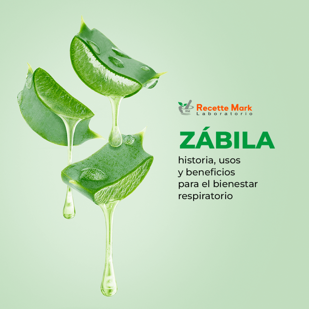 Zábila historia, usos y beneficios para el bienestar respiratorio